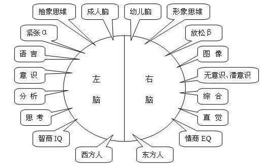 全脑教育的相关知识问答